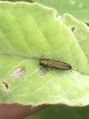 Agrilus lacustris
