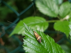 Nemophora degeerella