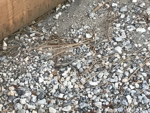 iNaturalist observation photo of Southern Sagebrush Lizard