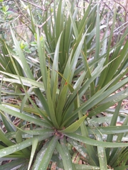 Puya nitida