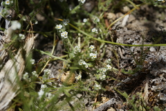 Plagiobothrys parishii