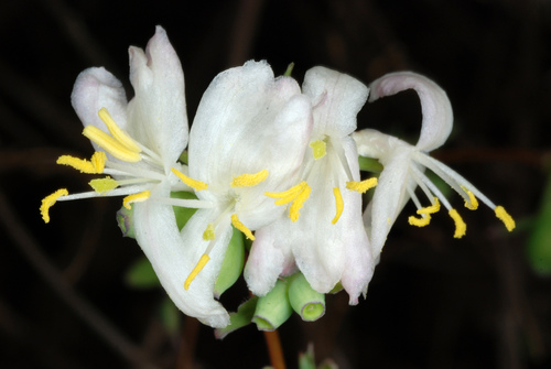 Lonicera fragrantissima