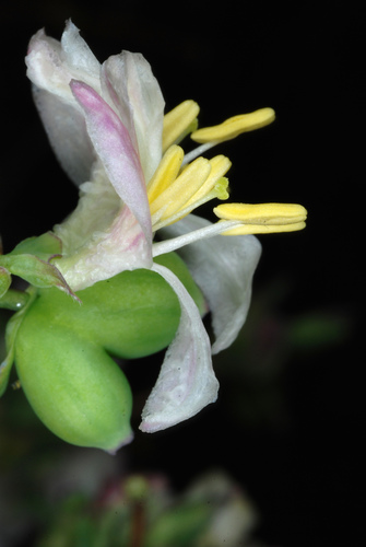 Lonicera fragrantissima