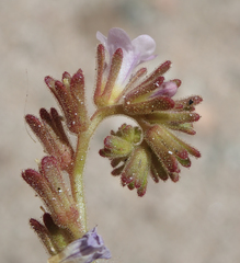 Phacelia lemmonii
