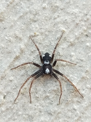 Pulchellodromus bistigma
