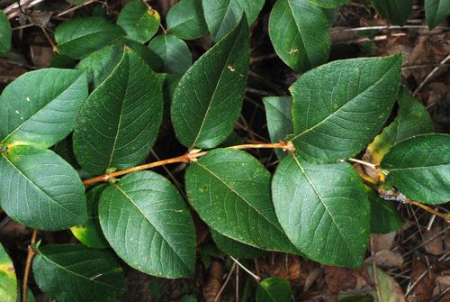 Lonicera fragrantissima