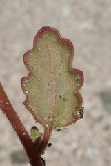 Phacelia lemmonii