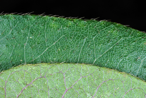 Lonicera fragrantissima