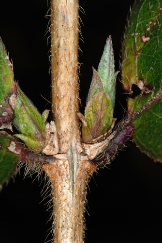 Lonicera fragrantissima