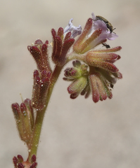 Phacelia lemmonii