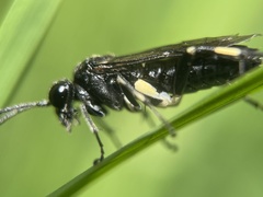 Macrophya ribis