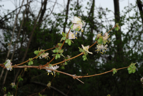 Lonicera fragrantissima