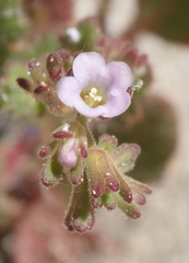 Phacelia lemmonii