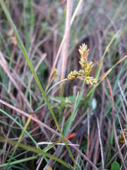 Carex glareosa