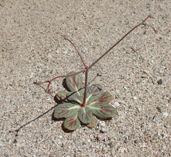 Acanthoscyphus parishii