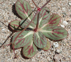 Acanthoscyphus parishii