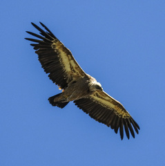 Gyps fulvus