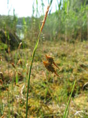 Carex limosa
