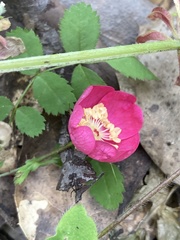 Rosa spithamea