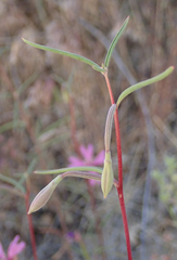 Clarkia xantiana parviflora