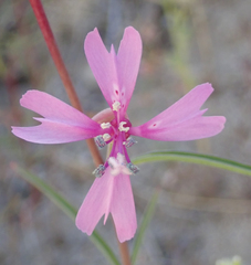 Clarkia xantiana parviflora