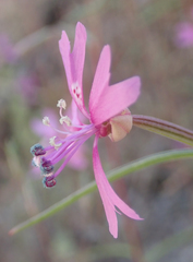 Clarkia xantiana parviflora