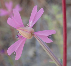 Clarkia xantiana parviflora