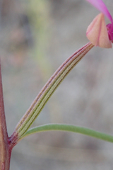 Clarkia xantiana parviflora