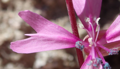 Clarkia xantiana parviflora