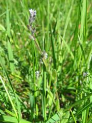 Myosotis stricta