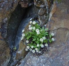 Erigeron oreganus