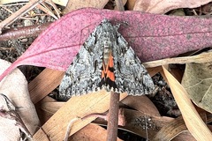 Catocala verrilliana