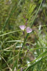 Sidalcea covillei