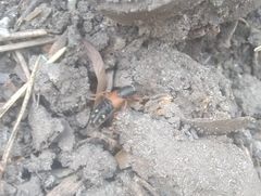 Staphylinus erythropterus