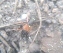 Staphylinus erythropterus