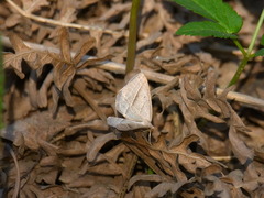 Petrophora chlorosata