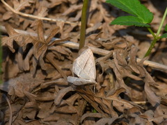 Petrophora chlorosata