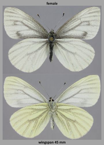 Margined White