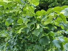 Tilia