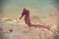 Hippocampus algiricus