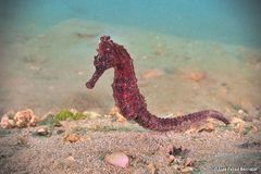 Hippocampus algiricus