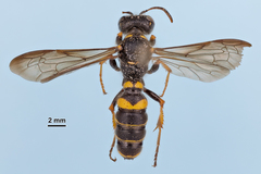 Cerceris halone