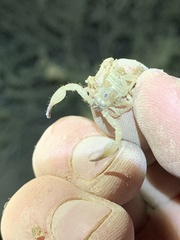 Anuroctonus phaiodactylus