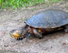Trachemys ornata