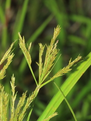 Cyperus nutans subprolixus