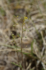 Cleomella parviflora