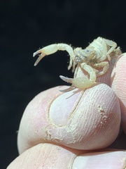 Anuroctonus phaiodactylus