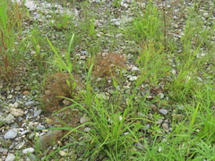 Cyperus nutans subprolixus