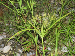 Cyperus nutans subprolixus