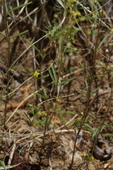 Cleomella parviflora